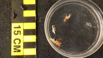Media type: image;   Invertebrate Zoology 148163 Description: Live specimen.;